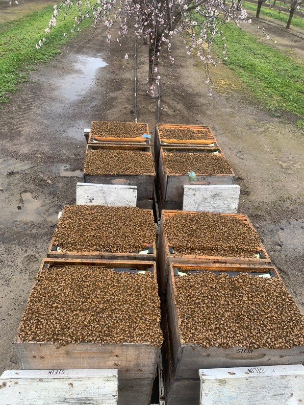 More than 1,000 bee hives produce Stein's Honey, 5345 W. Collins Road in Collins, just outside Norwalk. (Submitted)