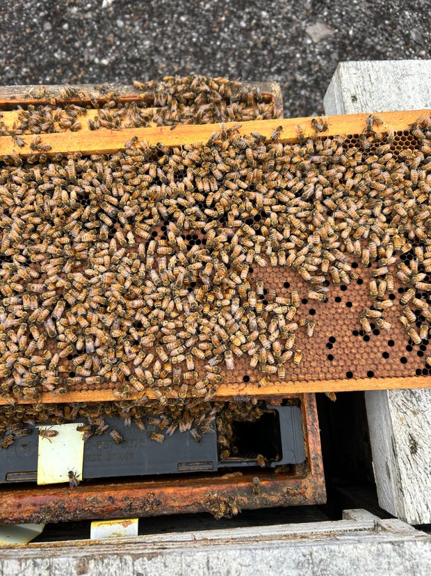 Beekeepers are critical partners for all sorts of crops across the country since without their pollination activity crops don't produce. (Submitted)