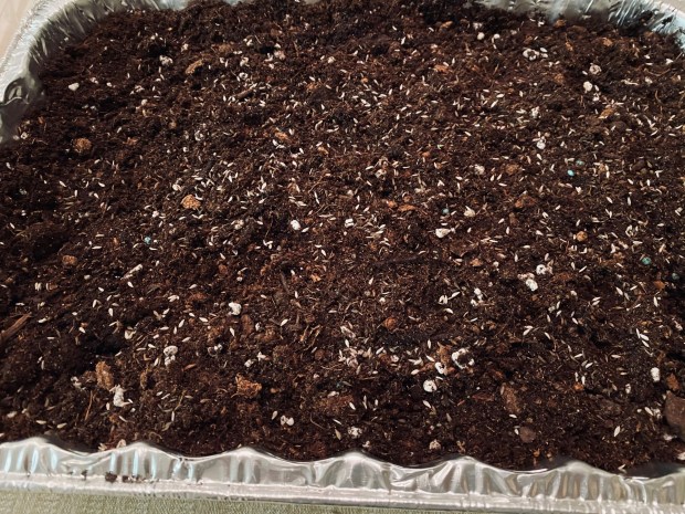 Fill half to three-quarters of the plastic tray or aluminum pan with moistened, sterile seed starter or a very lightweight potting soil (not outside garden soil from the ground). (Betty Cahill, Special to The Denver Post)